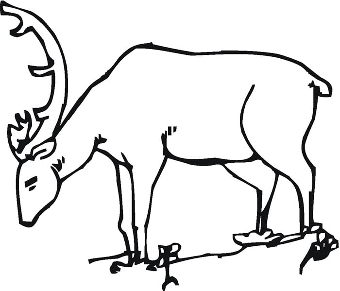 Deer s