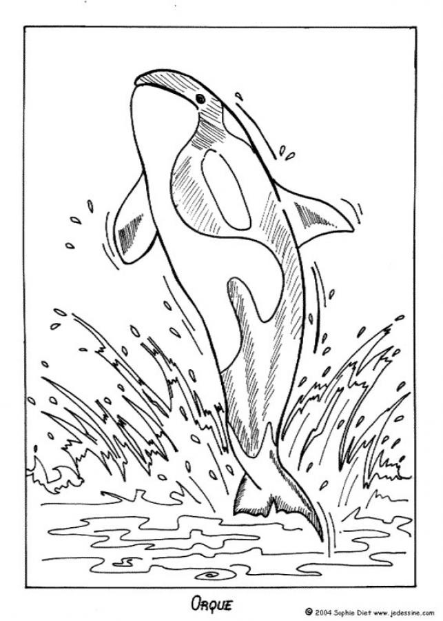 Whale coloring pages