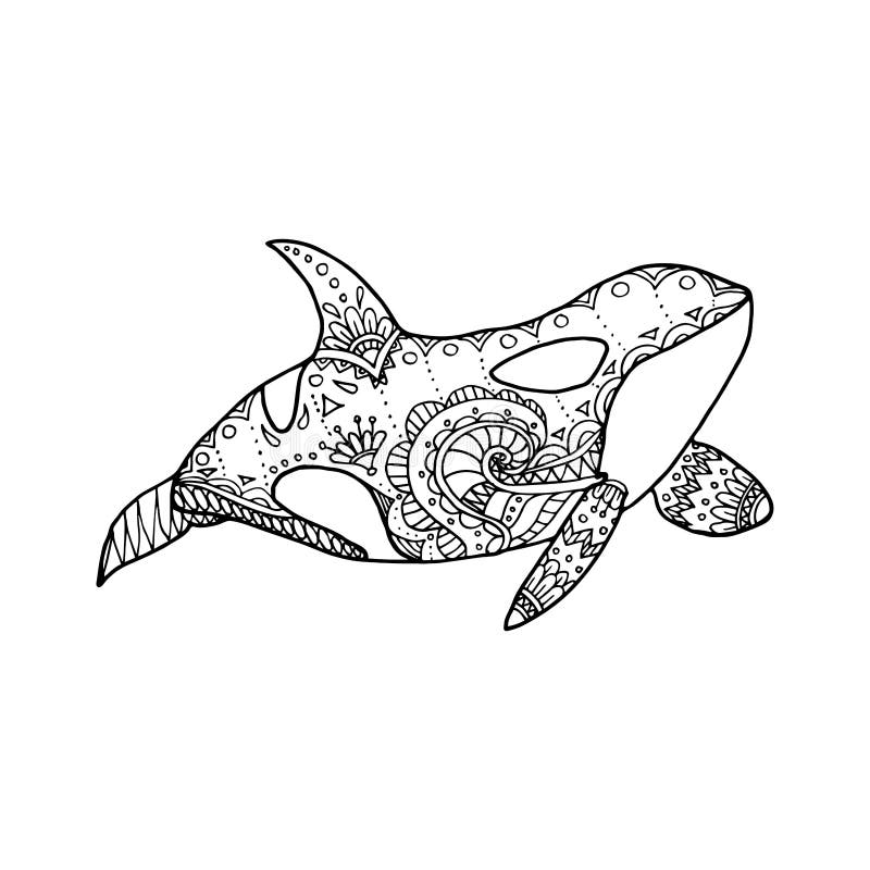 Killer whale coloring page stock illustrations â killer whale coloring page stock illustrations vectors clipart
