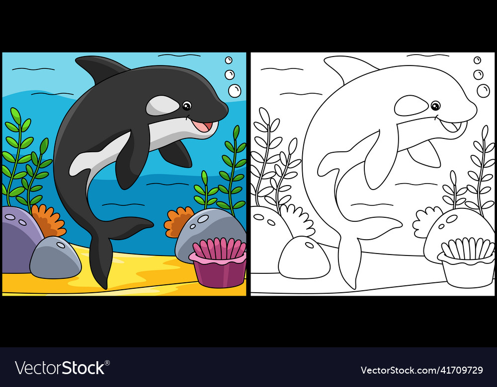 Killer whale coloring page colored royalty free vector image