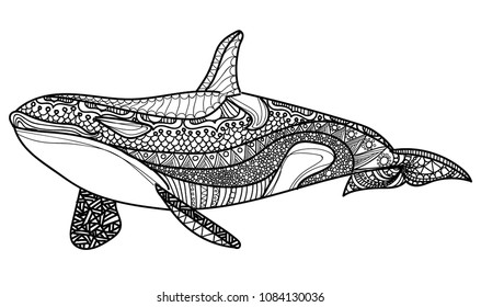 Killer whale coloring photos images and pictures