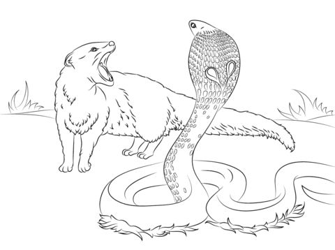 Free printable hadrobunus grandis coloring picture assignment sheets pictures for child