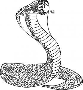 How to draw a king cobra snake step remember to view all of the steps snake coloring pages king cobra snake king cobra