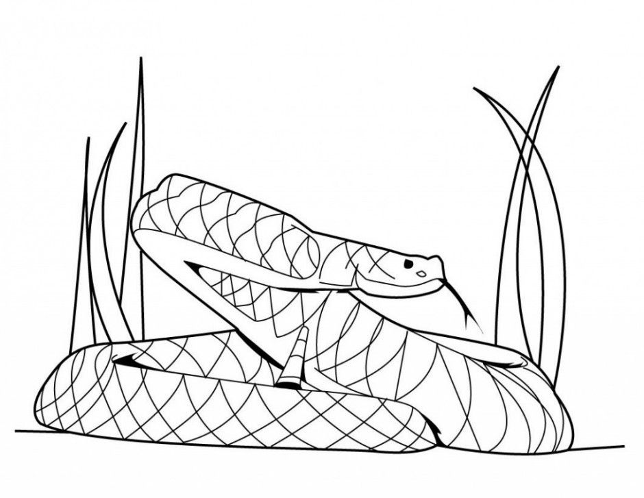 Free king cobra coloring pages download free king cobra coloring pages png images free cliparts on clipart library