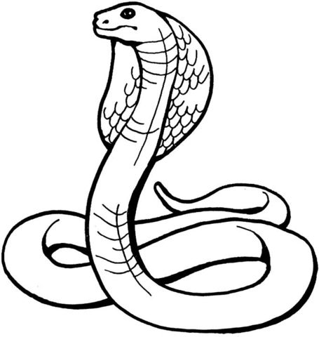King cobra coloring page snake coloring pages kids printable coloring pages animal coloring pages