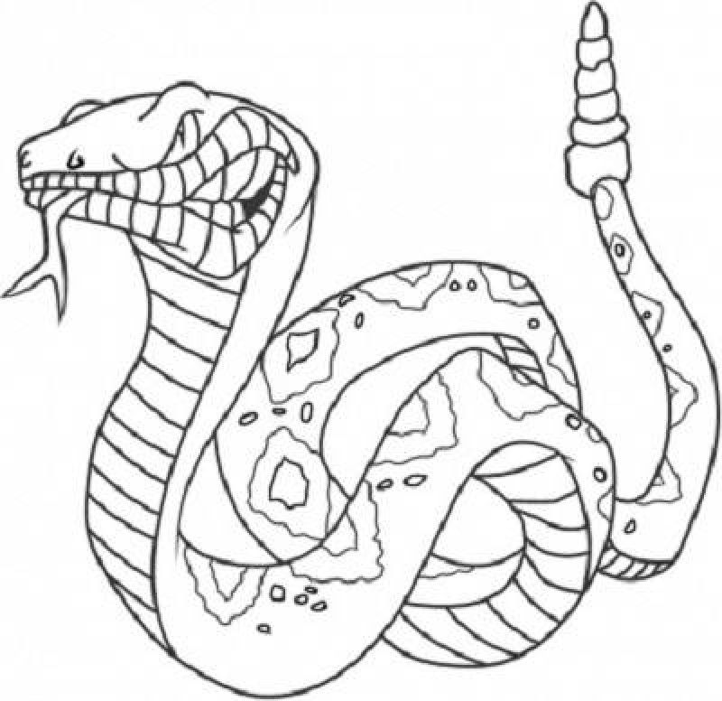 Free king cobra coloring pages download free king cobra coloring pages png images free cliparts on clipart library