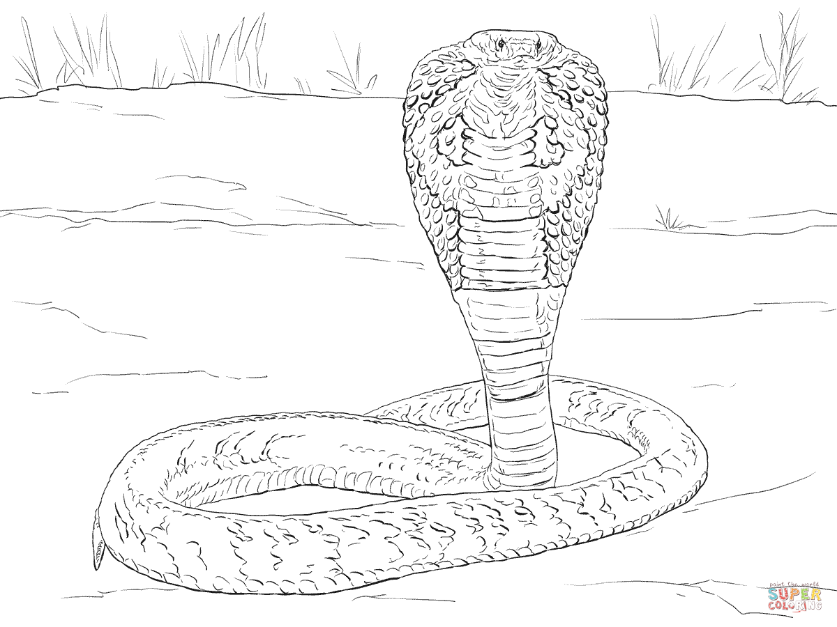 Free king cobra coloring page download free king cobra coloring page png images free cliparts on clipart library