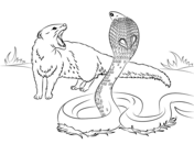 Cobra coloring pages free coloring pages