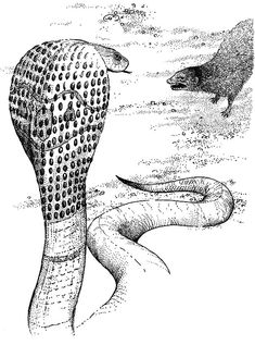 King cobra coloring pages ideas king cobra coloring pages cobra