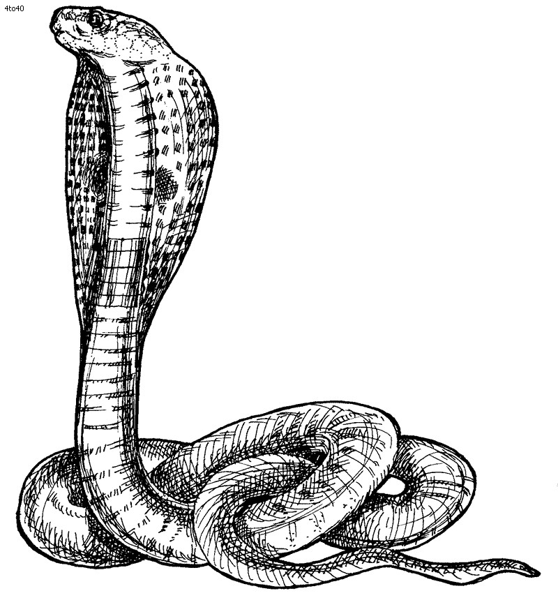 Free king cobra coloring page download free king cobra coloring page png images free cliparts on clipart library