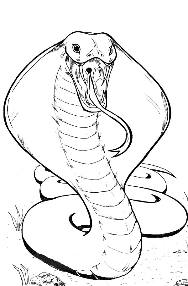 Free king cobra coloring page download free king cobra coloring page png images free cliparts on clipart library