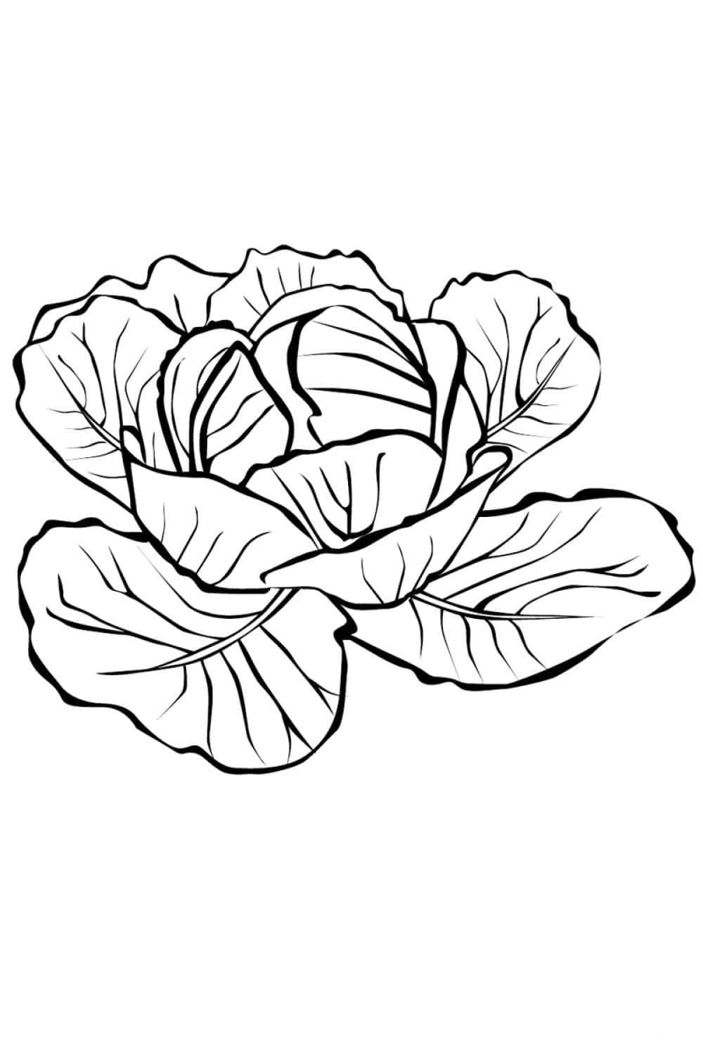 Cabbage coloring page repollo col repollo verduras