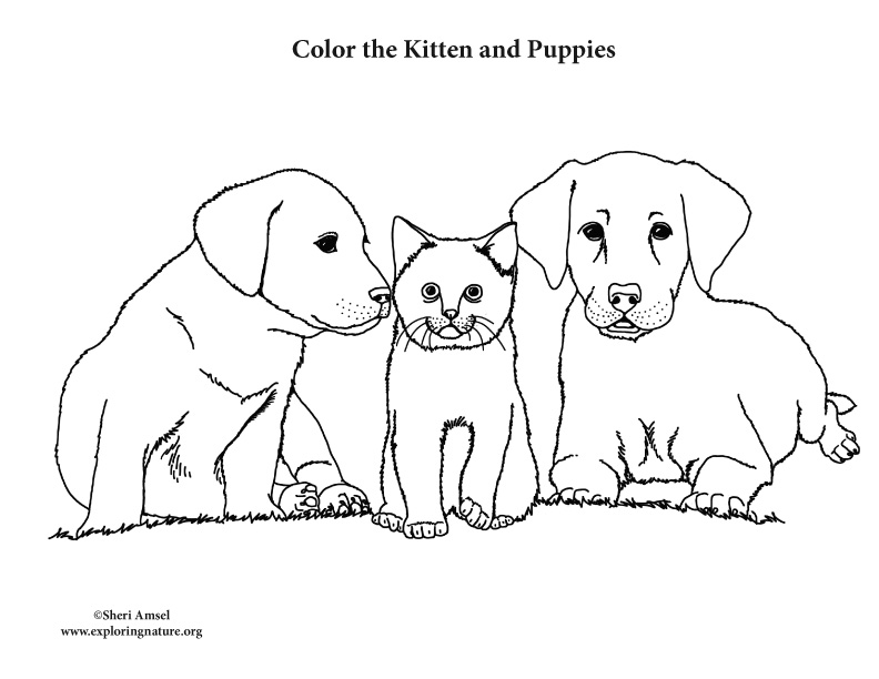 Kitten and puppies â coloring nature