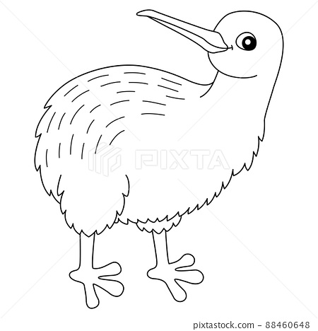 Kiwi animal coloring page isolated for kids