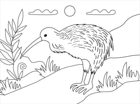 Kiwi bird coloring page free printable coloring pages