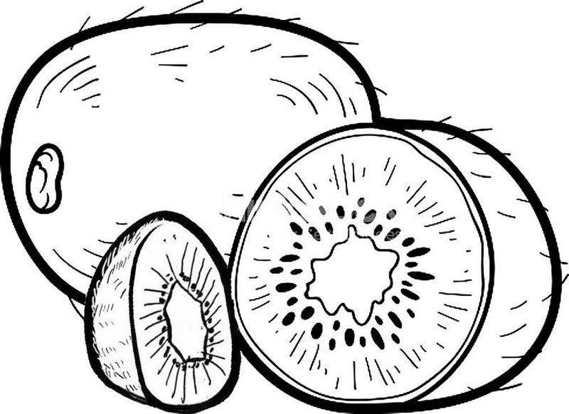 Fun kiwi fruit coloring pages for preschoolers fruit coloring pages coloring pages flower coloring pages