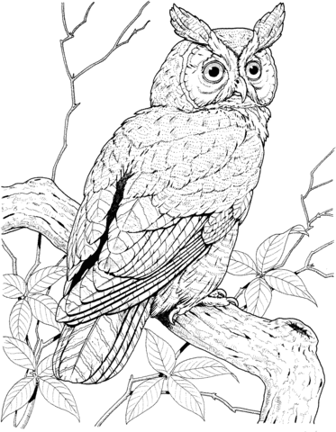 Perched long eared owl coloring page free printable coloring pages