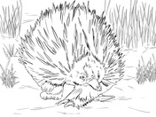 Knuckles the echidna coloring page free printable coloring pages