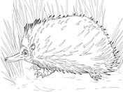 Knuckles the echidna coloring page free printable coloring pages