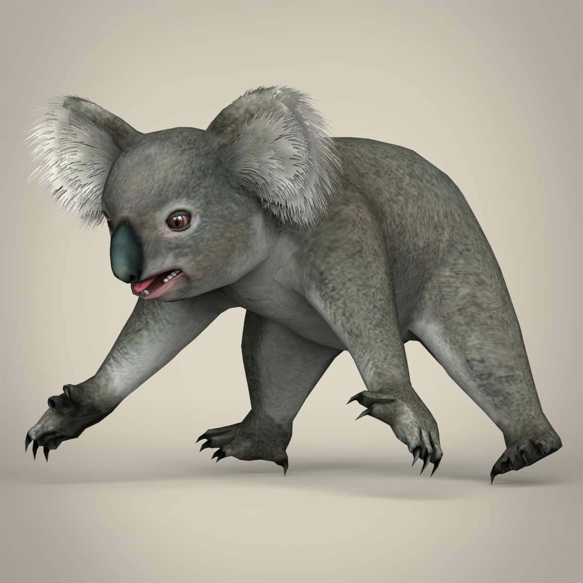 Koala
