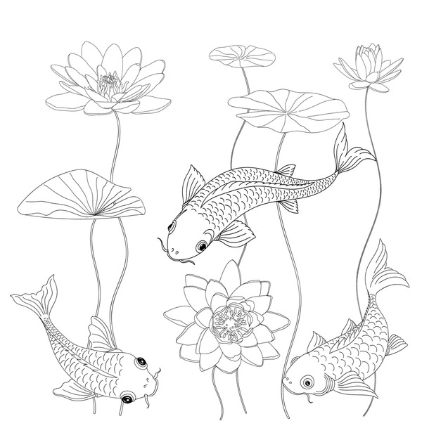 Adult coloring koi fish images stock photos d objects vectors