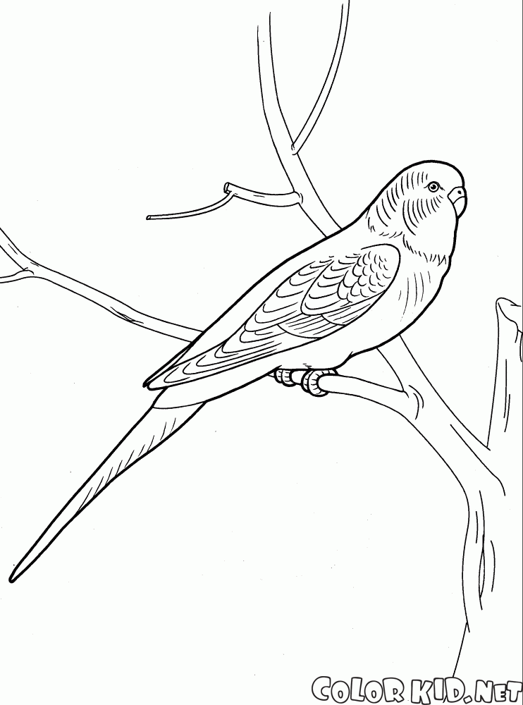 Kolorowanka
