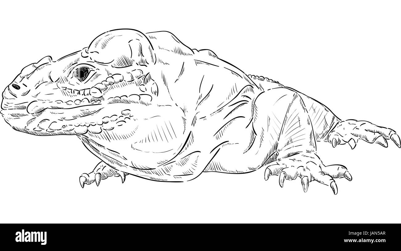 Illustration of komodo dragon black and white stock photos images