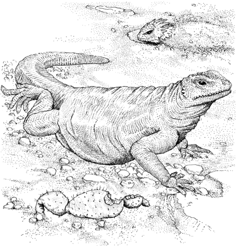 Komodo dragon coloring page free printable coloring pages