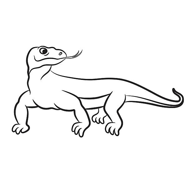 Komodo dragon stock illustrations royalty