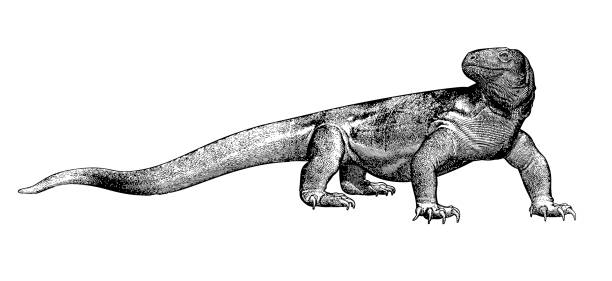 Vintage drawing of komodo dragon illustration on white bg stock illustration