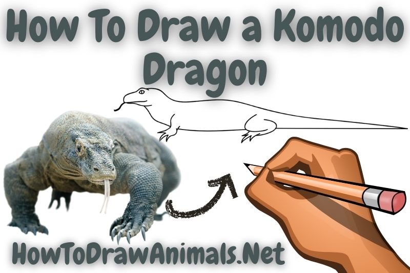 How to draw a komodo dragon