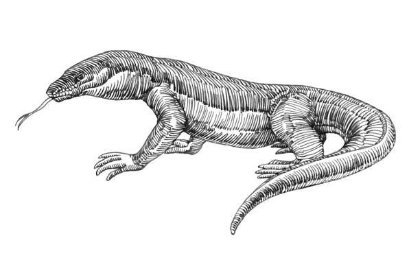 Komodo dragon drawing stock photos pictures royalty