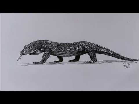 How to draw koodo dragon