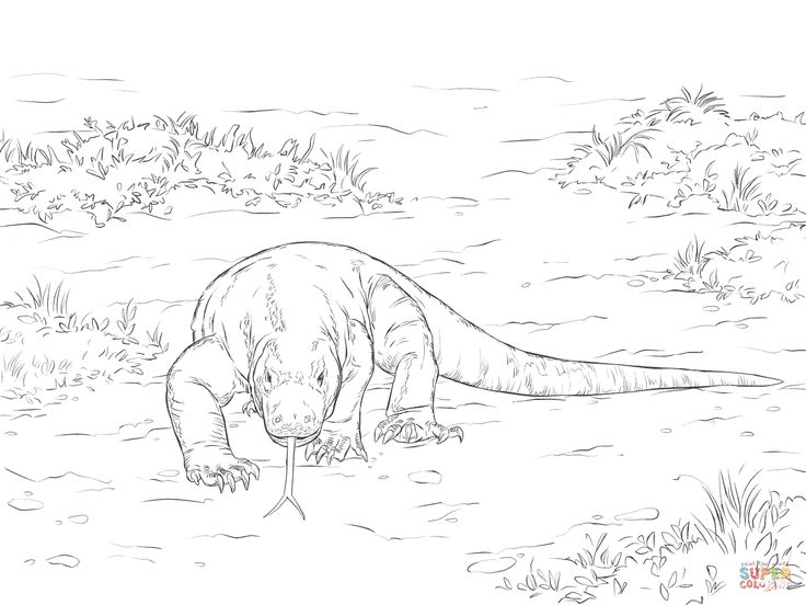 Walking komodo dragon dragon coloring page komodo dragon komodo