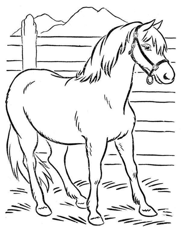 Kolorowanka z koniem horse coloring pages horse coloring books animal coloring pages