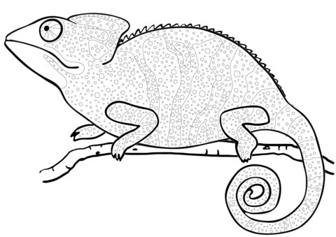 Free printable hadrobunus grandis coloring picture assignment sheets pictures for child