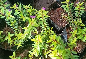 Modern plants live pk cuphea hyssopifolia kufiya kufia mexican heather attractive flower plant for home garden with mud height feet to feet