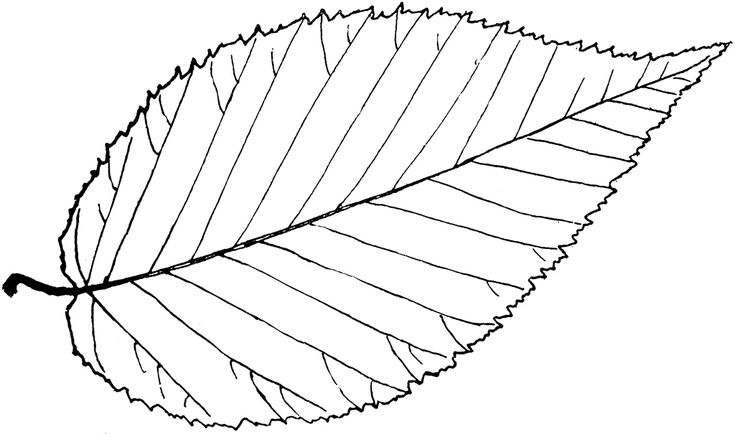 Birch leaf leaf coloring page leaf outline printable leaves