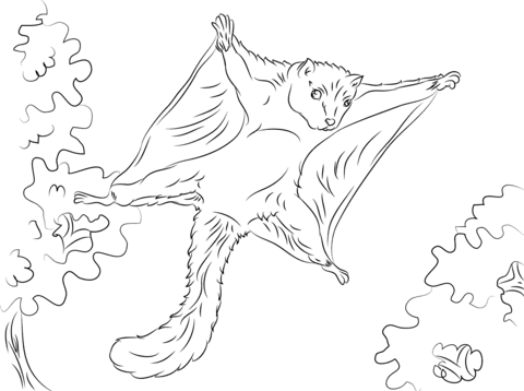 Dibujo de linda ardilla voladora para colorear dibujos para colorear imprimir gratis