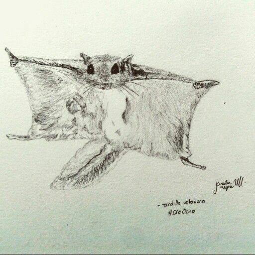 Dãa ardilla voladora ardilla voladora ardillas animales lindos