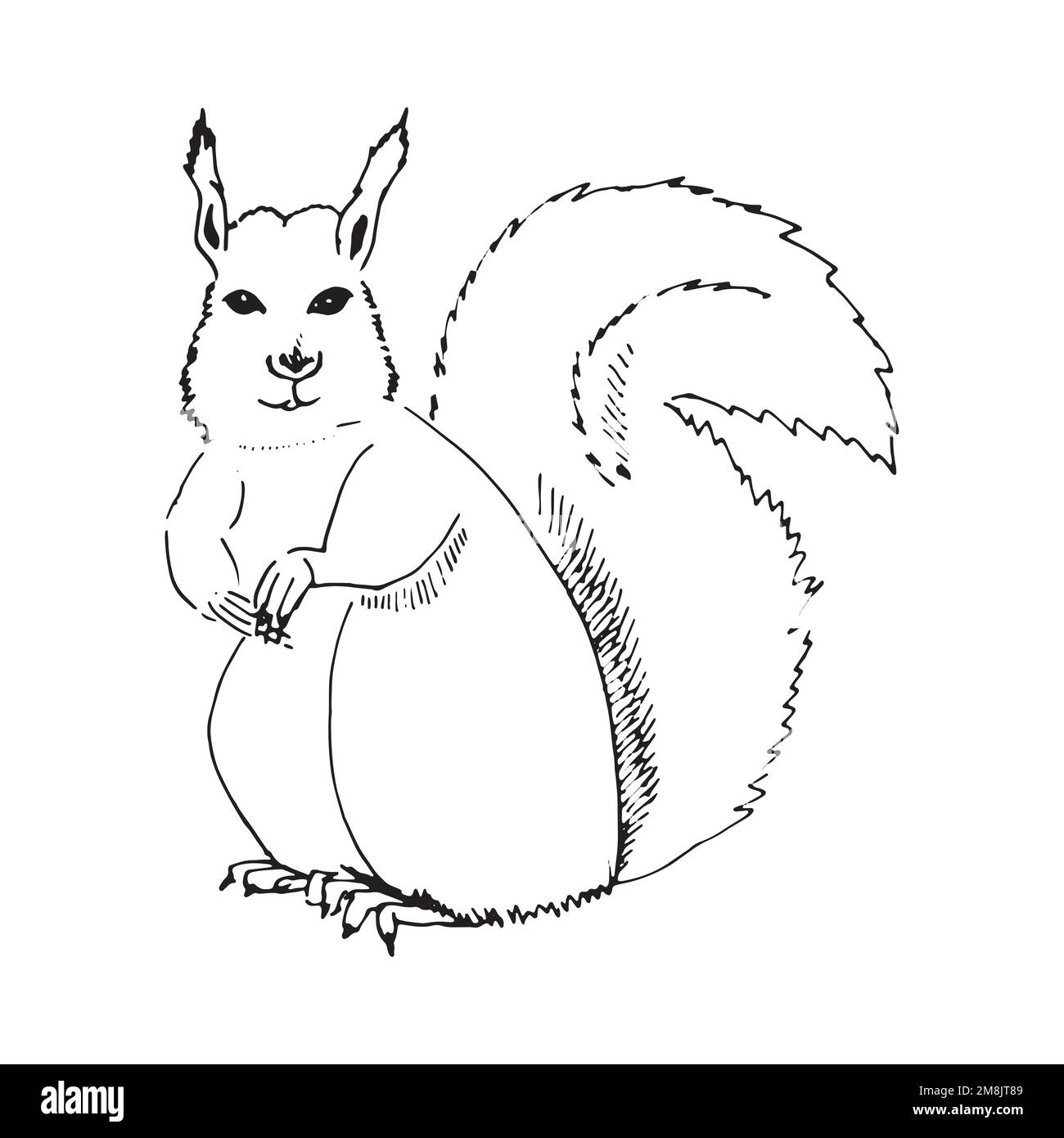 Pequeãa ardilla imãgen de stock en blanco y negro