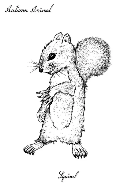 Ilustraciones de stock de ardilla voladora
