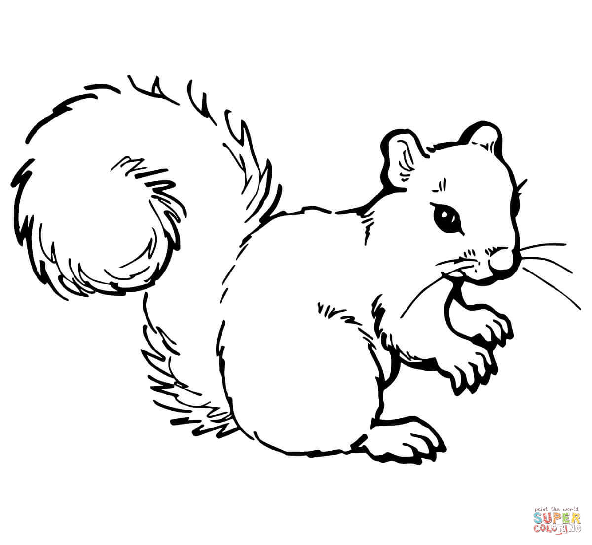 Dibujo de ardilla gris para colorear dibujos para colorear imprimir gratis