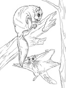 Dibujos de pterominos ardillas voladoras para colorear