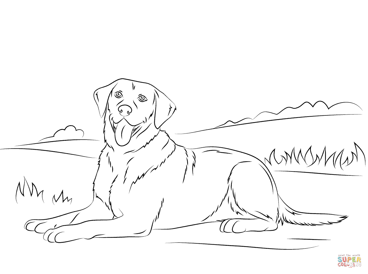 Labrador retriever coloring page free printable coloring pages