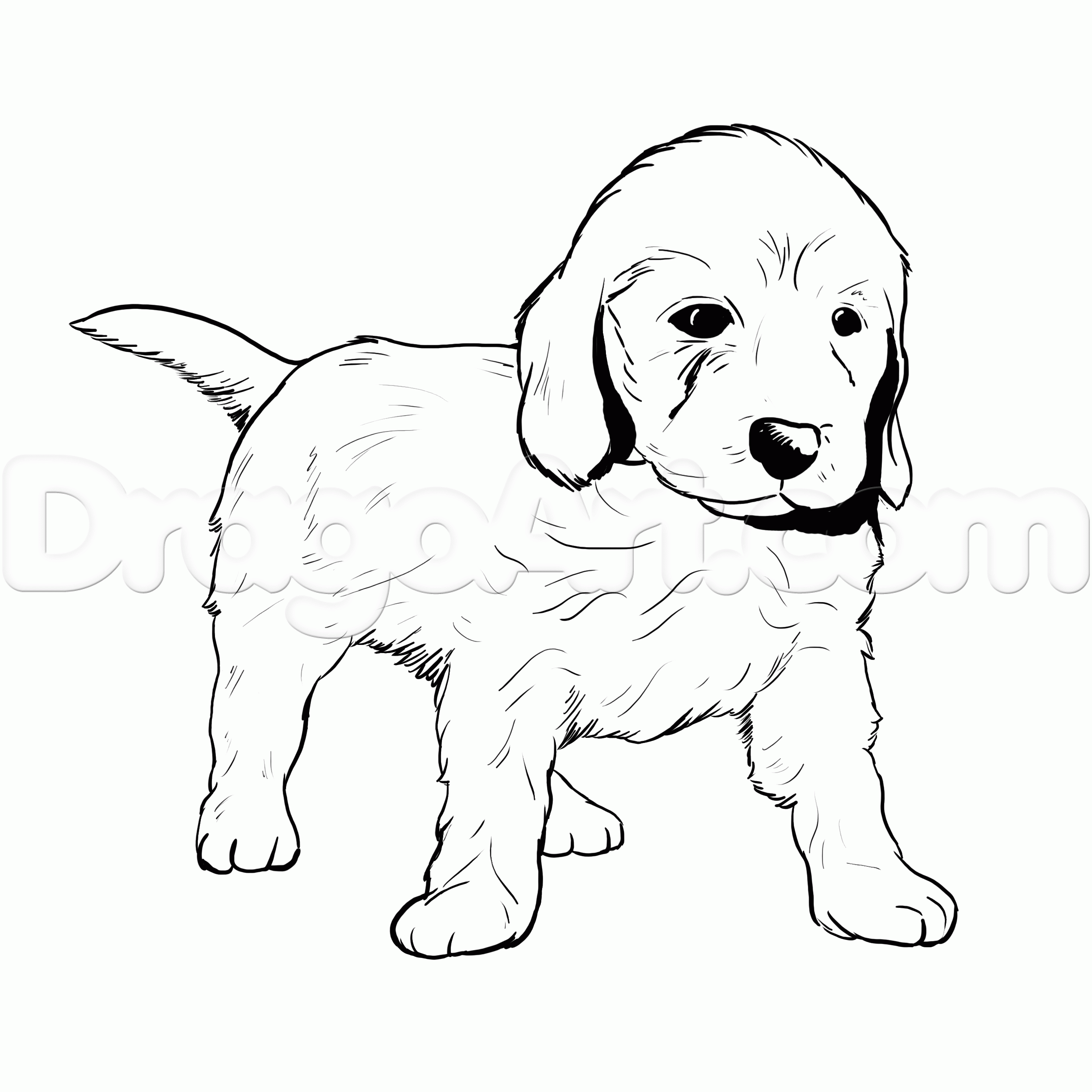 How to draw a lab puppy dog coloring page puppy coloring pages golden retriever colors