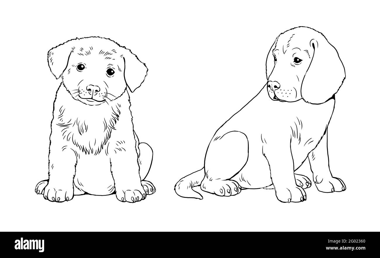 Labrador retriever and rough collie puppy cute dogs puppies coloring template digital illustration stock photo