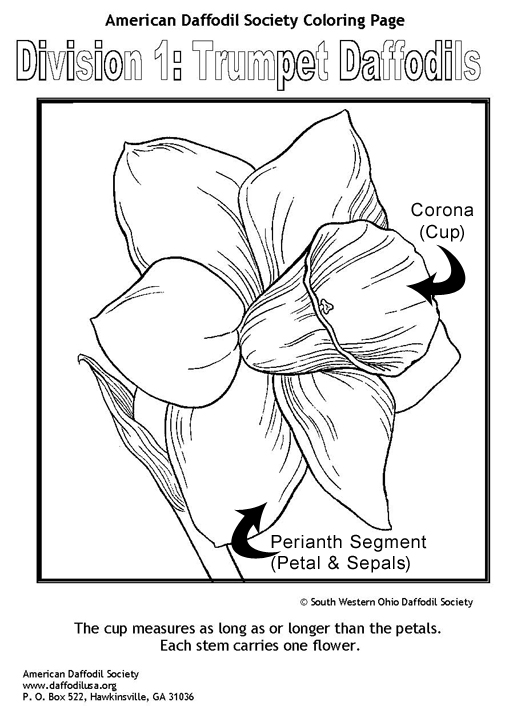 Daffodil divisions and classifications