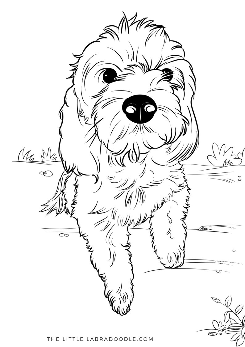 Doodle lovers adult coloring book the little labradoodle puppy puppy coloring pages dog coloring page dog coloring book