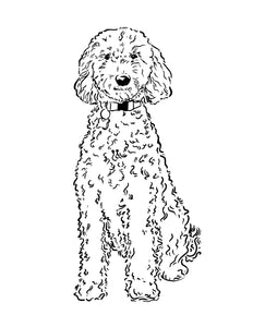 Poodle labradoodle pet portrait digital vector download single use â melissa rothman portraiture